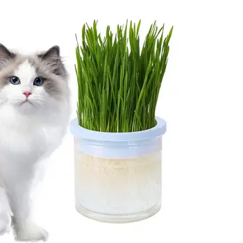 Блюдо для выращивания домашних кошек, Горшок для выращивания Гидропонных растений, блюдо для прорастания Кошачьей травы, Прозрачная Тепличная коробка для выращивания