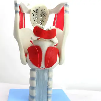 Модель усиления структуры и функций человеческой гортани из ПВХ в 3 раза в натуральную величину, обучающие медицинские анатомические модели