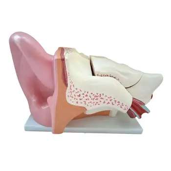 Модель для 5-кратного вскрытия уха человека Центральные наружные уши Многоцелевой профессионал для больничного класса, лаборатории, преподавания и учебы