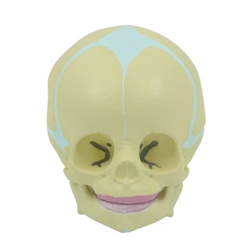 Модель черепа ребенка на 30 недель, Подвижная Нижняя Челюсть, Анатомический ребенок для жизни Модели головы